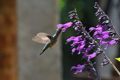 Close-up of hummingbird feeding on purple flowers