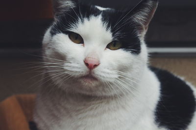 Close-up portrait of a cat at home