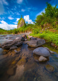 Surface level of rocks by trees against sky