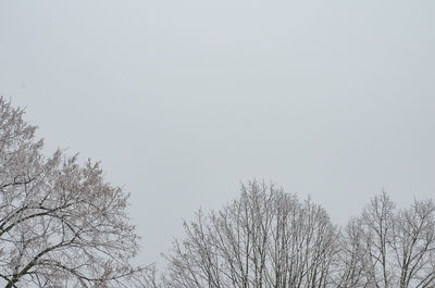 Low angle view of bare trees against clear sky