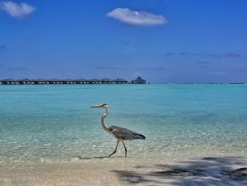 View of birds on beach against sky