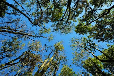 Low angle view of trees against blue sky