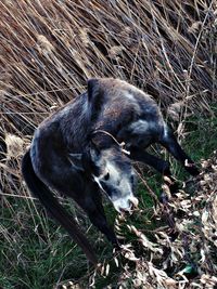 Dog standing on grassy field