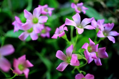 Close-up of pink flower