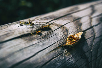 Close-up of insect on wood