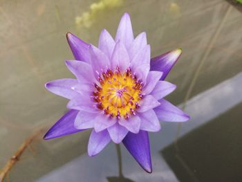 Close-up of purple flower