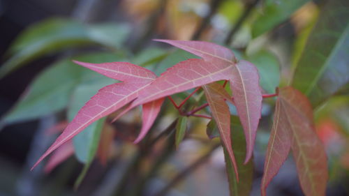 Close-up of water drops on plant