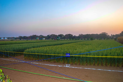 Scenic view of agricultural field against sky during sunset