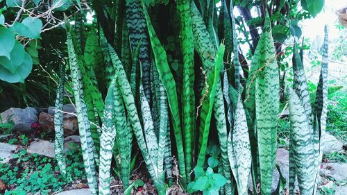 Plants growing on tree