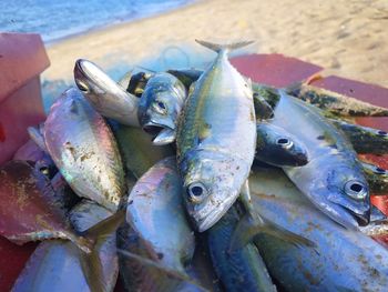 High angle view of fish for sale