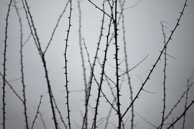 Low angle view of bare trees against clear sky