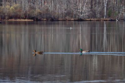 View of ducks swimming in lake