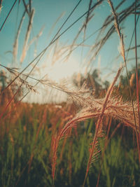 Close-up of stalks in field against sky