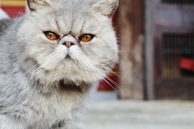 Close-up portrait of a cat