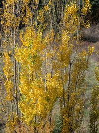 Trees in forest during autumn