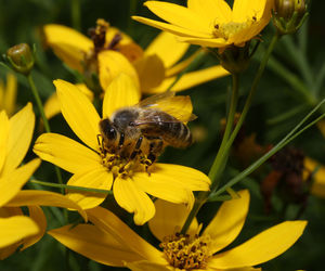 Close-up of honey bee on yellow flower