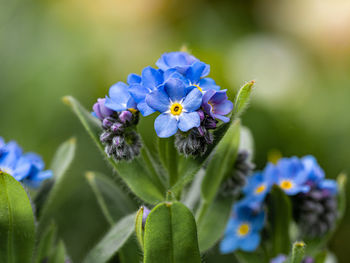 Close-up of purple flowering plant