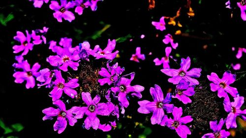 Close-up of flowers