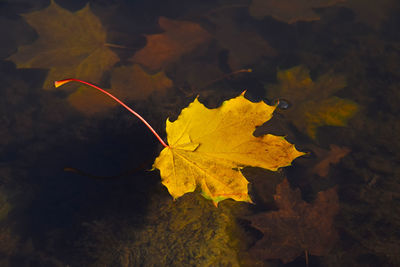 Close-up of leaves