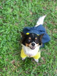 Portrait of a dog on field