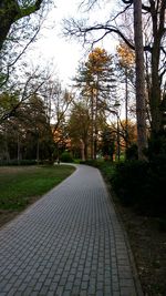 Footpath amidst trees against sky