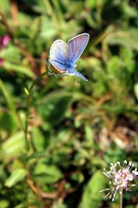 Close-up of butterfly on flower