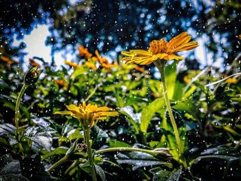 Close-up of wet yellow flowering plant