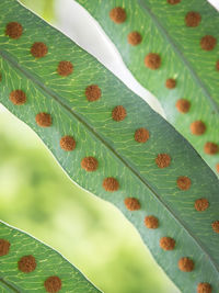 Close-up of fresh green plant