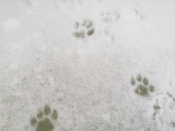 High angle view of snowflakes on snow