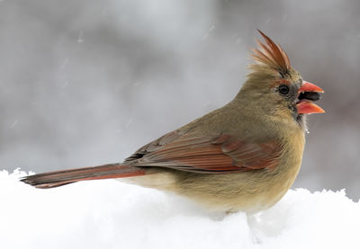 Close-up of bird perching on snow