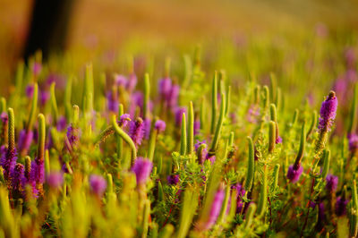 Close-up of purple flowering plants on field