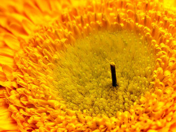 Full frame shot of yellow flower
