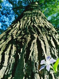 Close-up of flower tree