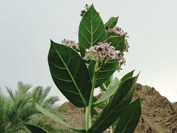 Close-up of leaves