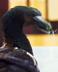 Close-up of a bird