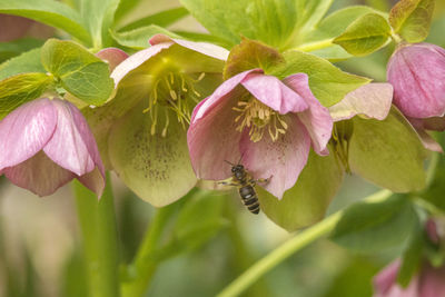 Close-up of pink flowering plant