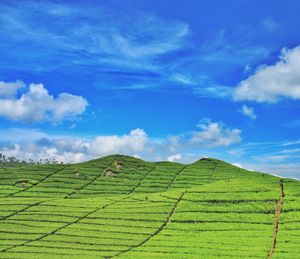 Scenic view of agricultural field against sky