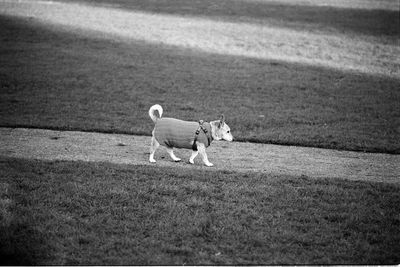 Dog on field