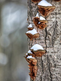 Close-up of mushroom growing on tree trunk