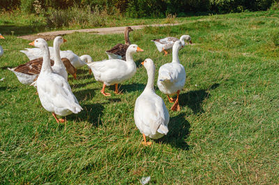 White and gray domestic geese graze on lawn with green grass. poultry care.