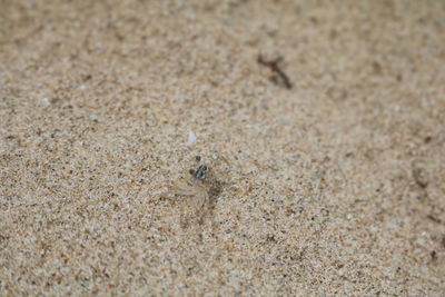 High angle view of crab on sand