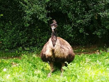 Close-up of bird on field