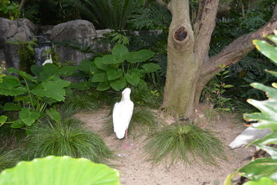 Bird perching on a tree