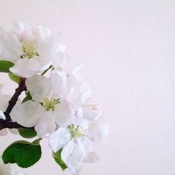 Close-up of white flowers blooming