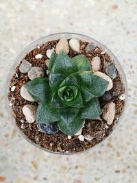 High angle view of plant in container