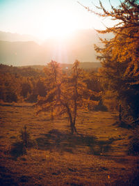 Trees growing on field against sky during sunset