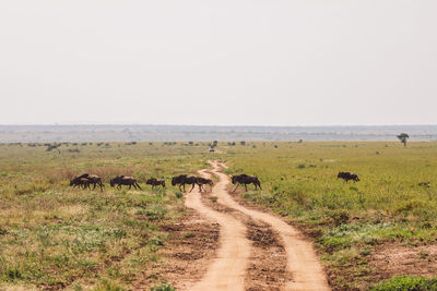 Wildebeest migration