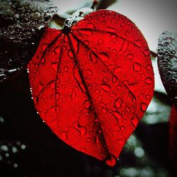 Close-up of water drops on red background