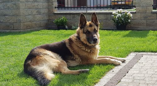 View of a dog relaxing outdoors