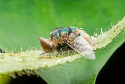 Close-up of spider